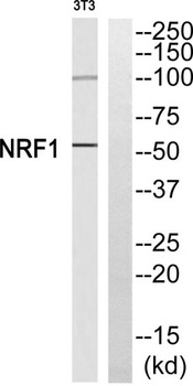 NRF-1 rabbit pAb