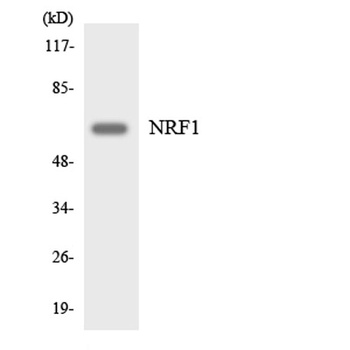 NRF-1 rabbit pAb