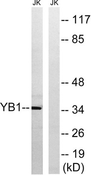 YB-1 rabbit pAb