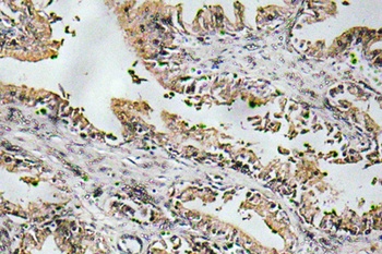 NT-4 antibody