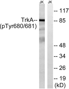 Trk A (phospho-Tyr680/Y681) antibody