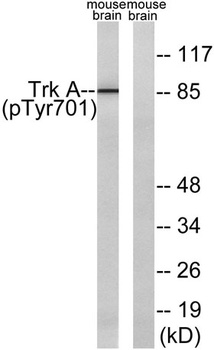 Trk A (phospho Tyr701) rabbit pAb