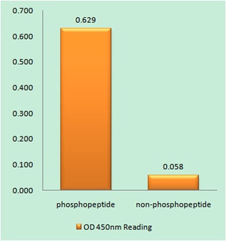 Trk B (phospho Tyr516) rabbit pAb