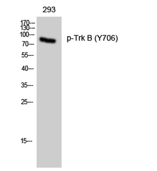 Trk B (phospho Tyr706) rabbit pAb