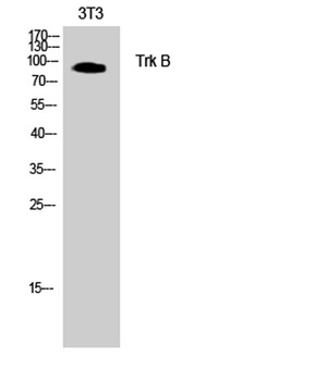 TrkB antibody