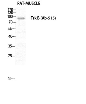 Trk B rabbit pAb