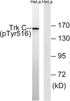 Trk C (phospho Tyr516) rabbit pAb