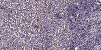 NTR1 rabbit pAb