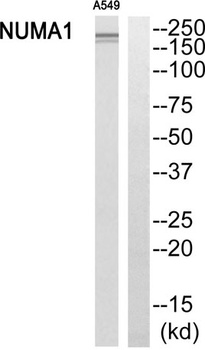 NuMA antibody