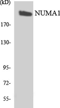 NuMA antibody