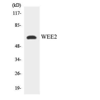 Wee 2 antibody