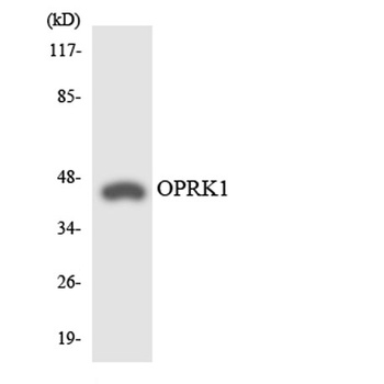 KOR-1 rabbit pAb