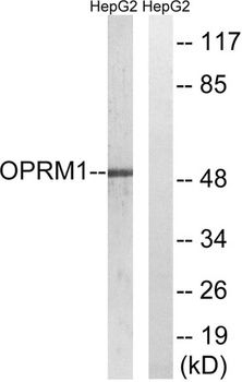 MOR-1 rabbit pAb
