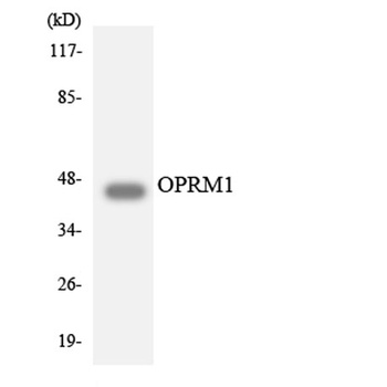 MOR-1 rabbit pAb