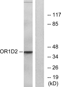 Olfactory receptor 1D2 antibody