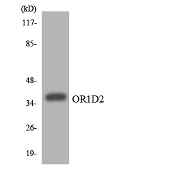 Olfactory receptor 1D2 rabbit pAb