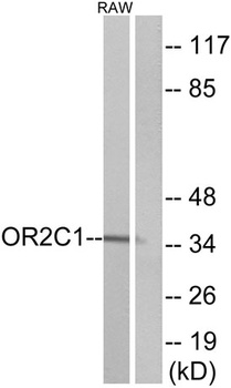 Olfactory receptor 2C1 antibody