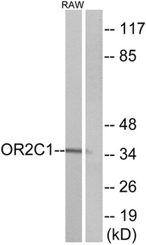 Olfactory receptor 2C1 rabbit pAb
