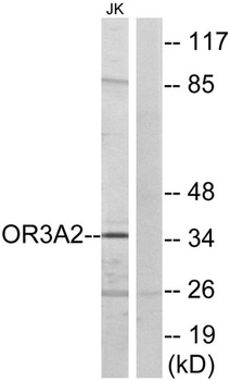 Olfactory receptor 3A2 rabbit pAb
