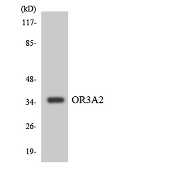 Olfactory receptor 3A2 rabbit pAb