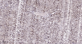 Ovol1 rabbit pAb