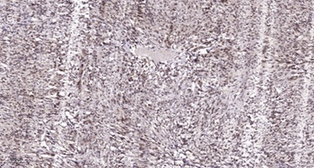 Ovol1 antibody