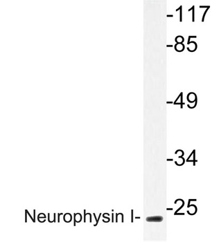 Neurophysin I rabbit pAb