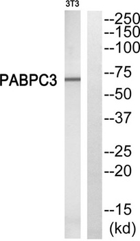 PABP3 rabbit pAb