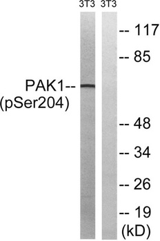 PAK alpha (phospho-Ser204) antibody