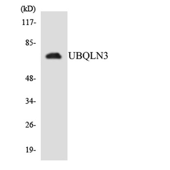 Ubiquilin-3 rabbit pAb