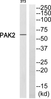 PAK gamma antibody