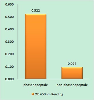 Parkin (phospho Ser131) rabbit pAb
