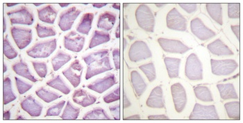 Parkin (phospho Ser131) rabbit pAb