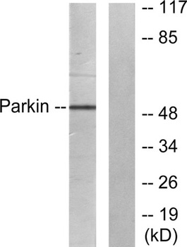 PARK2 rabbit pAb