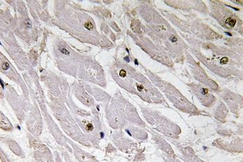 Pax-1 antibody