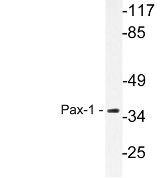 Pax-1 rabbit pAb