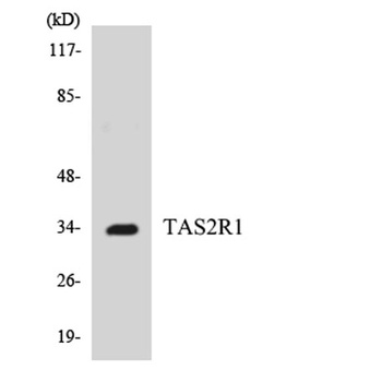 T2R1 antibody