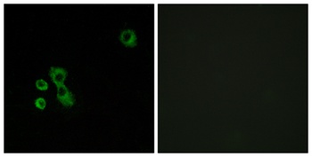 T2R7 rabbit pAb Antibody