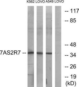 T2R7 antibody