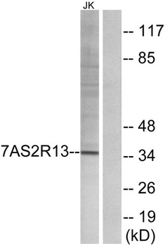 T2R13 antibody