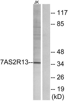 T2R13 rabbit pAb