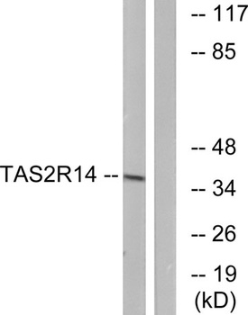 T2R14 rabbit pAb