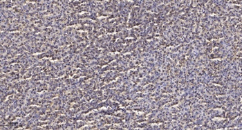 T2R14 rabbit pAb