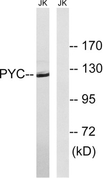 PCB antibody