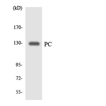 PCB antibody