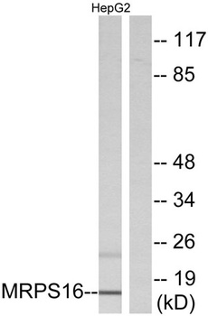 MRP-S16 antibody