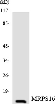 MRP-S16 antibody