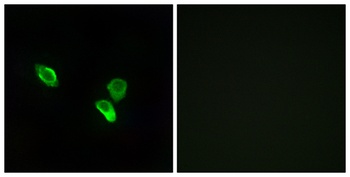 MRP-S18C antibody