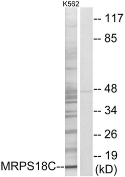 MRP-S18C antibody