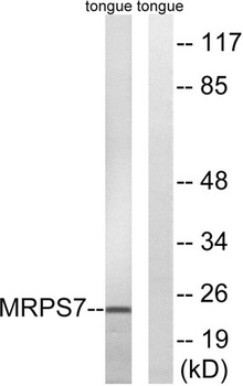 MRP-S7 rabbit pAb